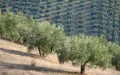 Marruecos : una nueva amenaza alcanza los olivos