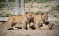 Marruecos planea reintroducir leones de Berbería en el Atlas : Un ambicioso proyecto de conservación