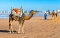 Marruecos : Playas paradisíacas amenazadas por la invasión animal y el turismo descontrolado