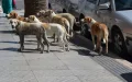 Marruecos : Polémica por presunta matanza de perros callejeros ante Mundial 2030
