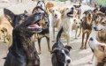 Marruecos prohíbe alimentar animales callejeros : multas de hasta 3.000 dírhams
