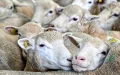 Marruecos prohíbe el sacrificio de ovejas en mataderos para proteger la ganadería nacional