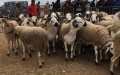 Marruecos : Prohibición y alza de precios sacuden mercados de corderos ante el Aïd al-Adha
