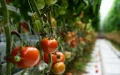 Marruecos sacude la "huerta de Europa