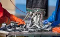 Marruecos se afianza como potencia pesquera : Segundo exportador de productos del mar a Rusia