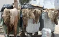 Marruecos se ahoga en residuos : El desafío ambiental del Eid al-Adha