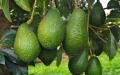 Marruecos se convierte en el primer exportador africano de aguacates, con 141 000 toneladas exportadas