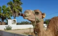 Marruecos se enfrenta a temperaturas extremas : Ola de calor de hasta 42°C azota varias provincias
