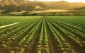 Marruecos Tambalea al Gigante Agrícola Español