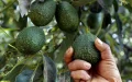 Marruecos tiene seis semanas para vender sus aguacates antes de la llegada masiva de Israel