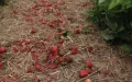 Marruecos : Tormenta arrasa cultivos de fresas y arándanos, amenazando exportaciones