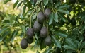 Más grandes y más numerosos : los aguacates marroquíes se lanzan a la conquista de Europa