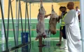 Melilla acoge llamado real : crisis frena sacrificio de ovejas en Aíd Al-Adha