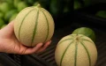 El melón marroquí arrasa en el mercado español