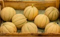 Melones marroquíes conquistan España : Nuevo récord de importaciones supera a Países Bajos