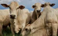 Mercosur desafía a la UE : Brasil arrasa en el mercado ganadero marroquí