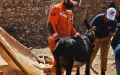 Milagro en Marruecos : Rescatan burro atrapado 7 días tras el devastador terremoto