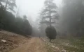 Misterio en Khenifra : ¿Ha regresado el león del Atlas ? Ganadero asegura ataque
