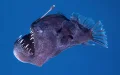 Misterioso pez abismal emerge en Canarias : El diablo negro sorprende a científicos