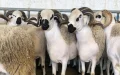 Musulmanes en Francia debaten boicot al cordero por alza de precios en el Aïd al-Adha