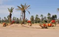 El oasis de Marrakech agoniza : la palmeraie, víctima del turismo y la sequía