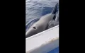 Orcas embisten barco pesquero en Tánger : Aumentan los encuentros peligrosos en el Estrecho
