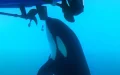 Orcas embisten velero en Gibraltar : tripulación relata dramático ataque marino