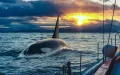 Orcas en el Estrecho : Ataques disminuyen 40% tras nuevas medidas de navegación