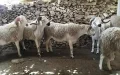 Ovejas del Eid al-Adha : la prisión espera a los especuladores en Marruecos