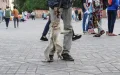 "Pánico en Marrakech : Mono ataca a turista en plena plaza Jamaa el-Fna"