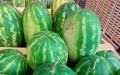 La paradoja hídrica de Marruecos : Líder en exportación de sandías pese a la sequía