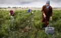 Pelemix revoluciona la agricultura marroquí : La fibra de coco israelí llega al Magreb