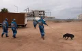 Perros Callejeros en Marruecos : Balas en Lugar de Esterilización