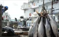 Pesca marítima en Marruecos : el agotamiento de stocks amenaza al principal exportador africano