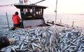 Pescadores españoles alertan : Marruecos inunda el mercado con pesca ilegal