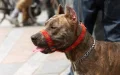 Pitbulls en Marruecos : La ley prohibida que los jóvenes desafían en las calles