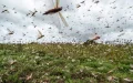 Plaga de langostas amenaza cultivos en Marruecos : Agricultores exigen acción urgente