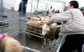 Polémica en Bélgica : TEDH avala prohibición del sacrificio ritual, comunidades religiosas se movilizan