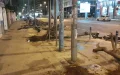 Polémica en Casablanca : Tala de jacarandas desata indignación ciudadana y alarma ecológica