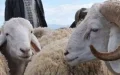Polémica en Francia : Llamado anónimo al boicot del Aïd el-Kebir 2025 genera rechazo en la comunidad musulmana