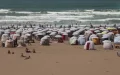 Polémica en Marruecos : Carpas invaden playas y alteran el turismo costero