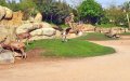 Polémica por reapertura del zoo de Casablanca : Precios elevados y dudas sobre gestión