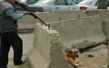 Polémica en Zemamra : Sacrificio masivo de perros callejeros desata indignación y debate sobre seguridad pública