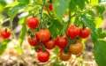 Los productores franceses en guerra contra el tomate marroquí