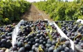 Un proveedor desaparece en Marruecos : Hacienda reclama 212.000 euros a siete viticultores franceses