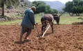 Reforma fiscal en Marruecos : Pequeños agricultores obligados a declarar ingresos