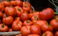 Una reforma de los pesticidas podría hacer desaparecer los tomates marroquíes de Europa