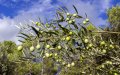 Revolución agrícola en Charente : El olivo desafía al coñac y promete un futuro dorado