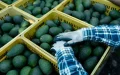 Revolución agrícola : Gigante israelí rescata cultivo de aguacate en Marruecos