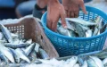 Revolución en Marrakech : Sardinas a 5 dirhams desatan polémica entre pescaderos y consumidores